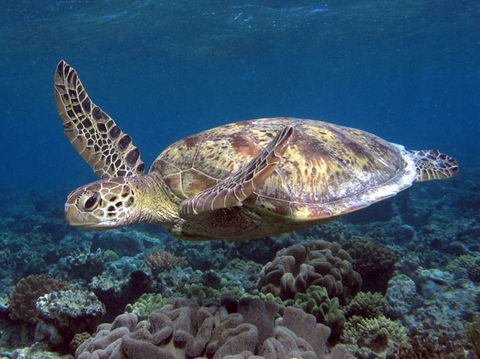 Calypso Reef Charters - Tourism Caloundra 1