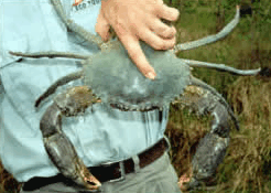 Whitsunday Crocodile Safari - Tourism Caloundra 0