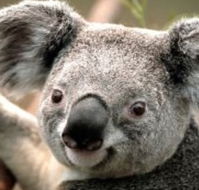 Wildlife Habitat - Tourism Caloundra