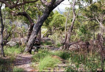 Cooktown Aboriginal Art Tours - Tourism Caloundra 2