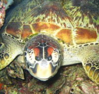 Adrenalin Snorkel and Dive - Tourism Caloundra