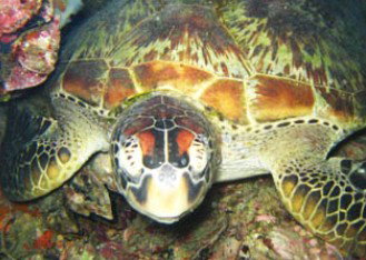 Adrenalin Snorkel And Dive - Tourism Caloundra 0