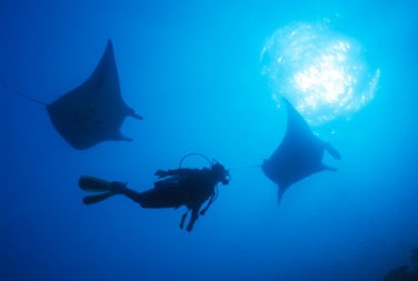Adrenalin Snorkel And Dive - Tourism Caloundra 1