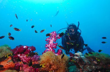 Adrenalin Snorkel And Dive - Tourism Caloundra 3