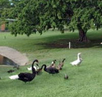 Anzac Park and Ululah Lagoon - Tourism Caloundra