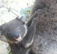 West Oz Wildlife Petting Zoos - Tourism Caloundra