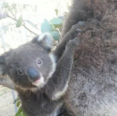 West Oz Wildlife Petting Zoos - Tourism Caloundra 0