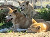 West Oz Wildlife Petting Zoos - Tourism Caloundra 1