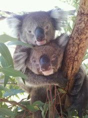 West Oz Wildlife Petting Zoos - Tourism Caloundra 4