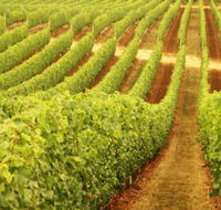 Wignalls Winery - Tourism Caloundra