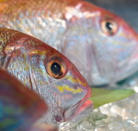 Coro Hotel - Lure Seafood Restaurant - Tourism Caloundra