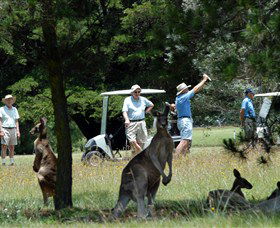 Glen Innes NSW Tourism Caloundra