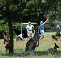 Glen Innes Golf Club - Tourism Caloundra