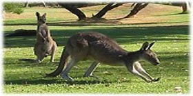 Rockingham Golf Club - Tourism Caloundra 2