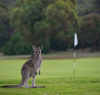 Anglesea Golf Club - Tourism Caloundra