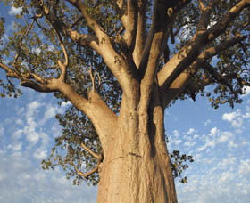 Gibb WA Tourism Caloundra