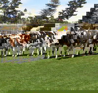 Brighton Show - Tourism Caloundra