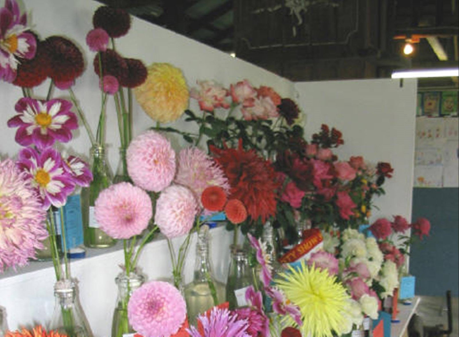 Avonside NSW Tourism Caloundra