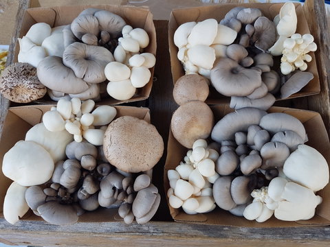 Lawrence Farmers And Community Markets - Tourism Caloundra 2