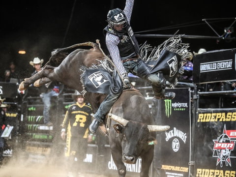 PBR Hawkesbury Stampede - Tourism Caloundra 0