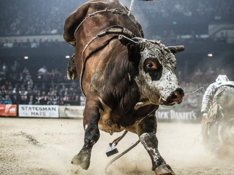 PBR Hawkesbury Stampede - Tourism Caloundra 1