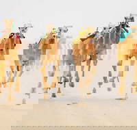 The Quirindi Camel Cup - Tourism Caloundra