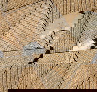 WA Now  Tom Mller Monolith Scores - Virtual Exhibition - Tourism Caloundra
