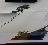 Wauchope Bonsai Workshop Group - Tourism Caloundra