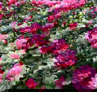 2020 Woolmers Estate Festival of Roses - Tourism Caloundra