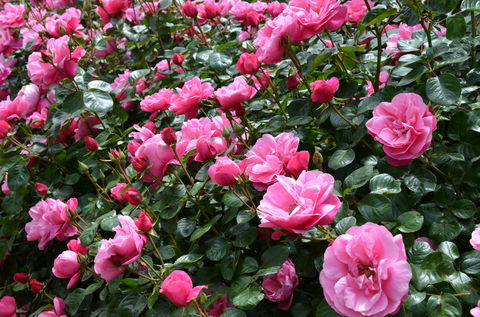 2020 Woolmers Estate Festival Of Roses - Tourism Caloundra 0