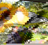 Blackville Arts and Market Day - Tourism Caloundra