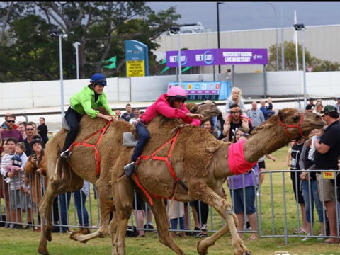 Camel Races At Gosford Showgrounds - Tourism Caloundra 0