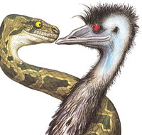Edward The Emu - Tourism Caloundra
