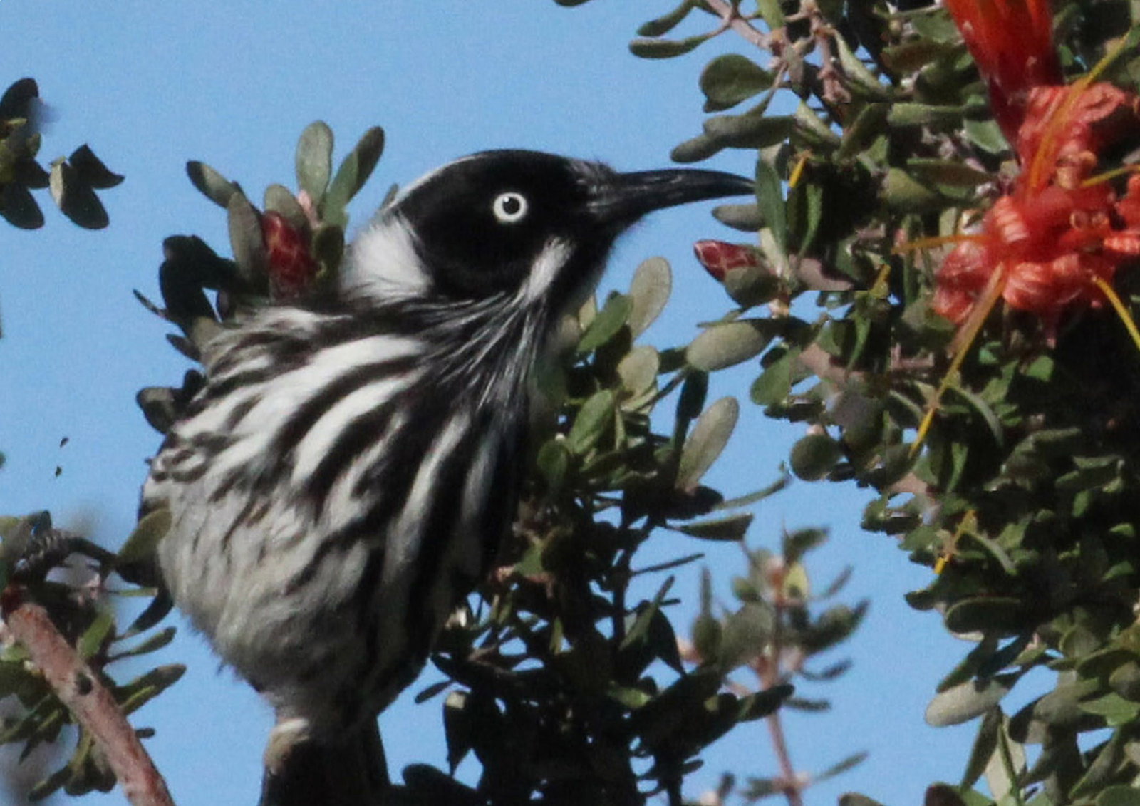 Bandy Creek WA Tourism Caloundra