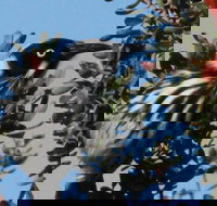 Esperance Wildflower Festival - Tourism Caloundra