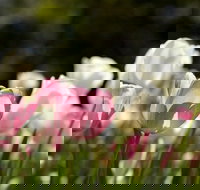 Floriade Reimagined - Tourism Caloundra