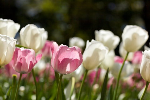 Floriade: Reimagined - Tourism Caloundra 0