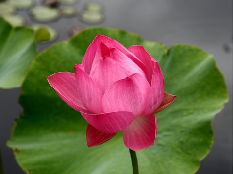 Free Meditation In Sydney - Tourism Caloundra 0