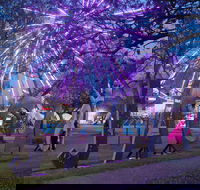 Grafton Jacaranda Festival - Tourism Caloundra