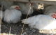 Keeping Healthy Backyard Chickens - thumb 5