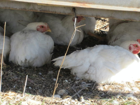 Keeping Healthy Backyard Chickens - Tourism Caloundra 5