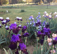 Riverina Iris Farm Open Garden and Iris Display - Tourism Caloundra