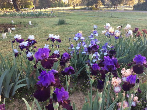 Riverina Iris Farm Open Garden And Iris Display - Tourism Caloundra 0