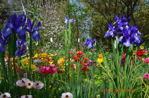 Riverina Iris Farm Open Garden And Iris Display - Tourism Caloundra 1