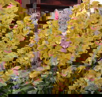 Sapphire Coast Orchid Club Winter Orchid Show - Tourism Caloundra