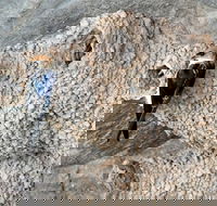 2020 Katherine Bird Festival - Tourism Caloundra