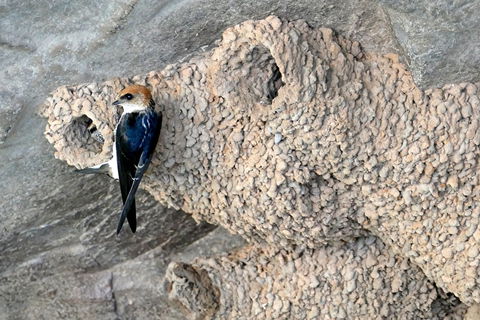 2020 Katherine Bird Festival - Tourism Caloundra 0