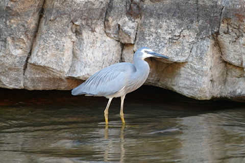 2020 Katherine Bird Festival - Tourism Caloundra 1