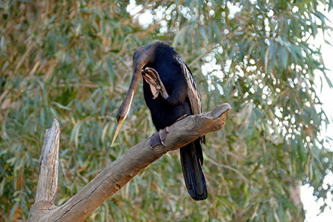 2020 Katherine Bird Festival - Tourism Caloundra 2