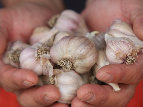 Armidale Farmers' Market - Tourism Caloundra 0